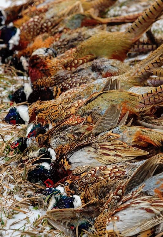 Pheasant Hunting Packages